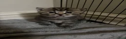 British Shorthair cats for sale: British short hair Mix Breed (please read add!)   - Advert 10