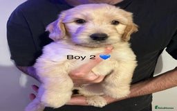 Mixed Breed dogs for sale: Beautiful chunky golden retriever x cockapoos  - Image 1