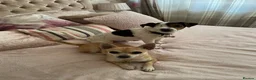 Pomchi dogs for sale: Pomchi puppies - Advert 18