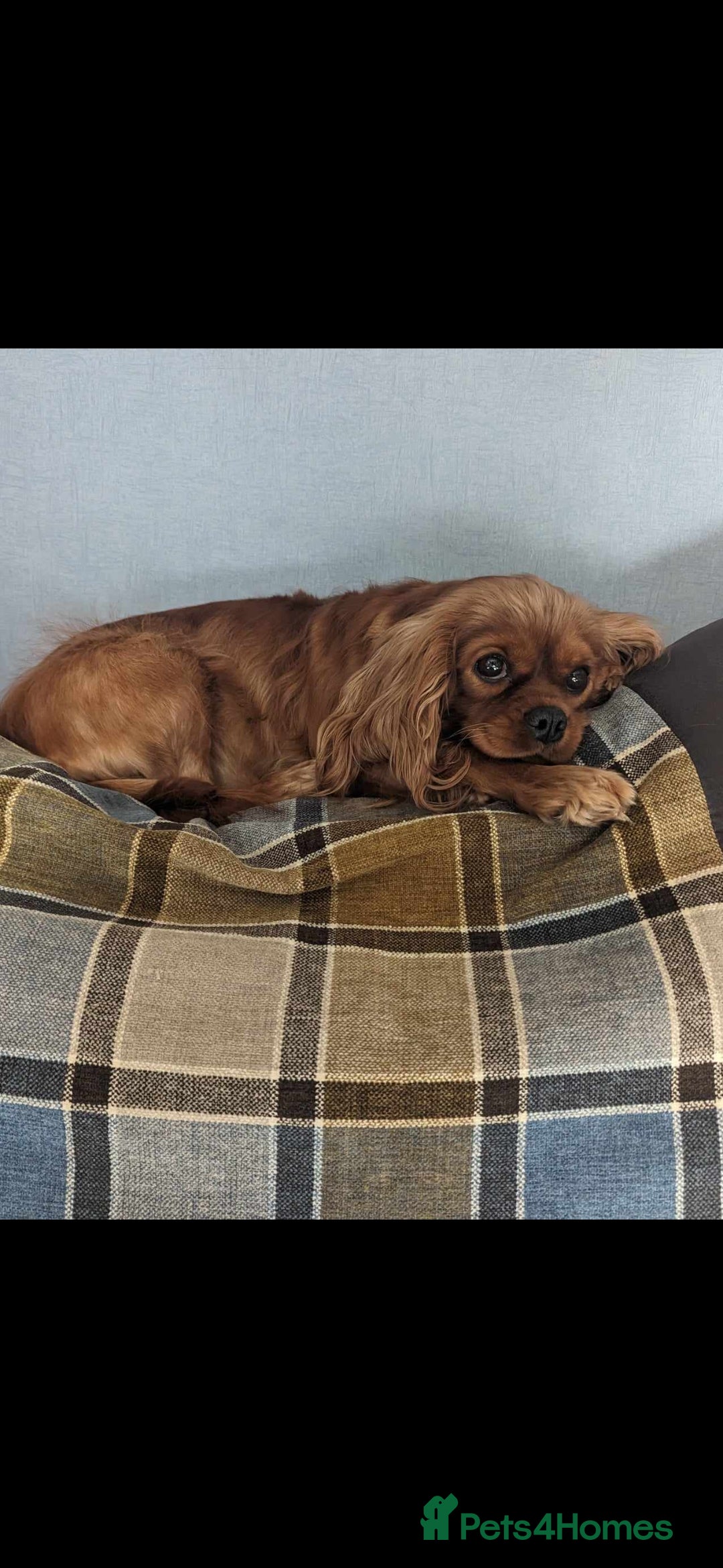 Cavapoo dogs for sale: Ready now Extensively tested f1 cavapoo puppies - Image 7