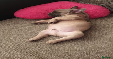 French Bulldog dogs - Advert 4