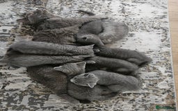 British Shorthair cats for sale: 🐾 Adorable Kittens Looking for Forever Homes 🐾 - Image 5