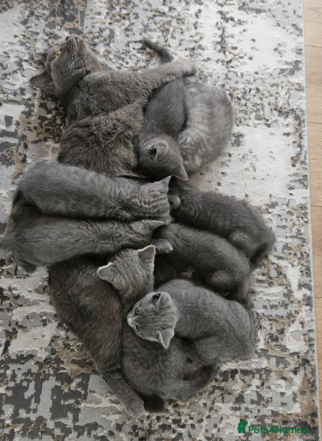 British Shorthair cats for sale: 🐾 Adorable Kittens Looking for Forever Homes 🐾 - Image 5