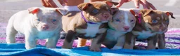American Bully dogs for sale: ✨ Stunning ABKC Pocket Bully Puppies ✨ - Advert 10