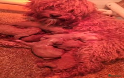 Cavapoo dogs for sale: Stunning Cavapoos  - Image 14