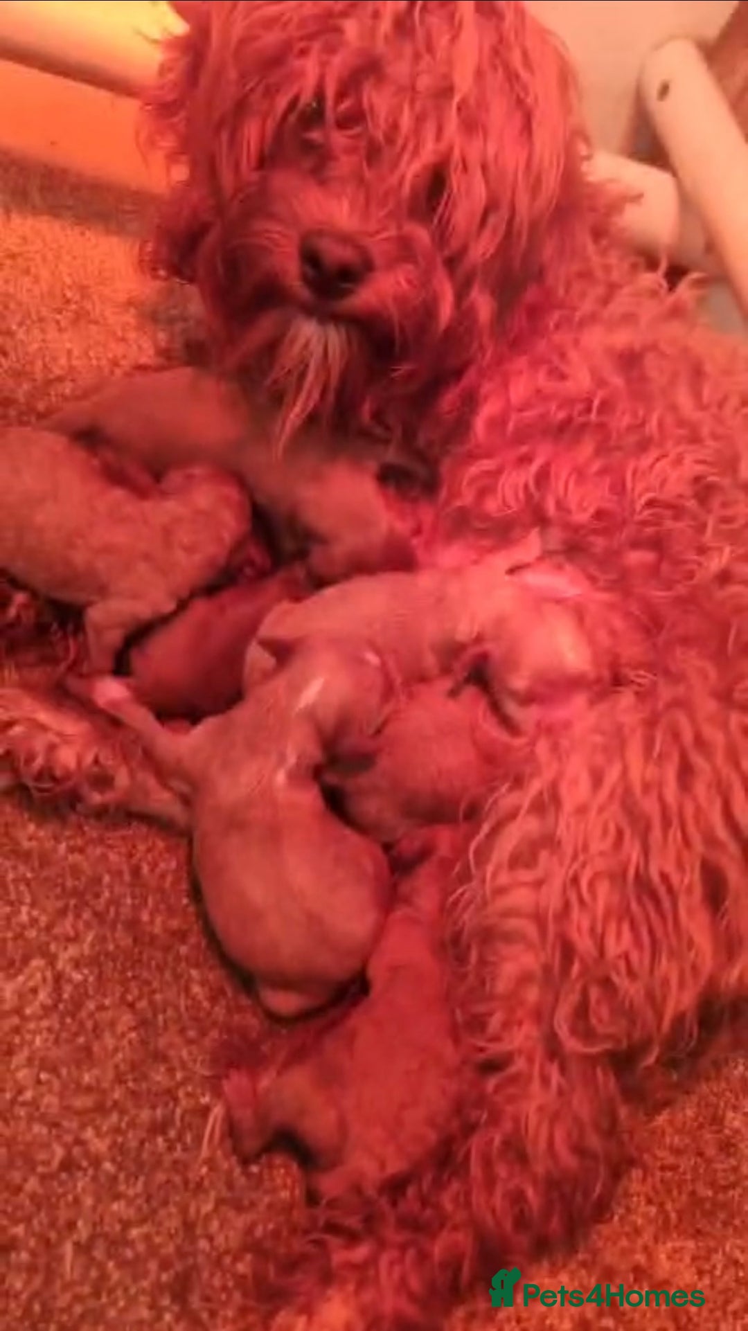 Cavapoo dogs for sale: Stunning Cavapoos  - Image 14