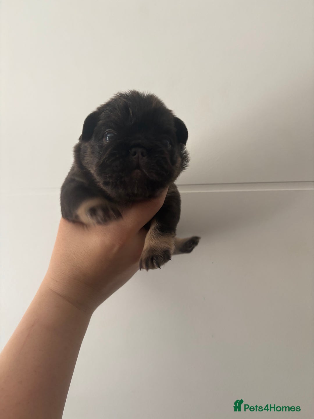 French Bulldog dogs for sale: Visual fluffy frenchies  - Image 7