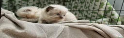 Ragdoll cats for sale: Beautiful Ragdolls - Advert 4