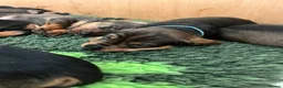 Dachshund dogs for sale: Wirehaired Dachshund’s FOR SALE  - Advert 3