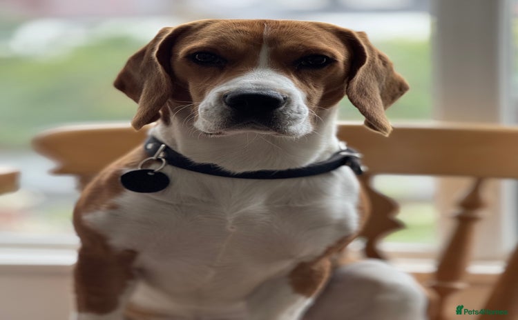 Beagle dogs - Advert 1