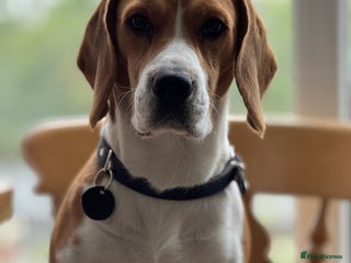 Beagle dogs - Advert 3