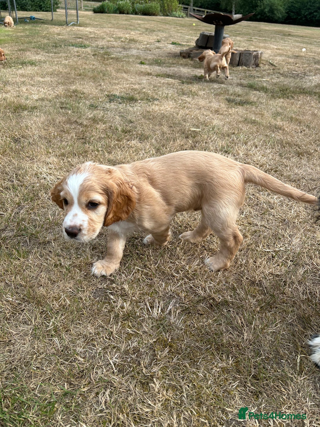 Cocker Spaniel dogs for sale: Working Cocker ( + bit of show and clumber) - Image 4