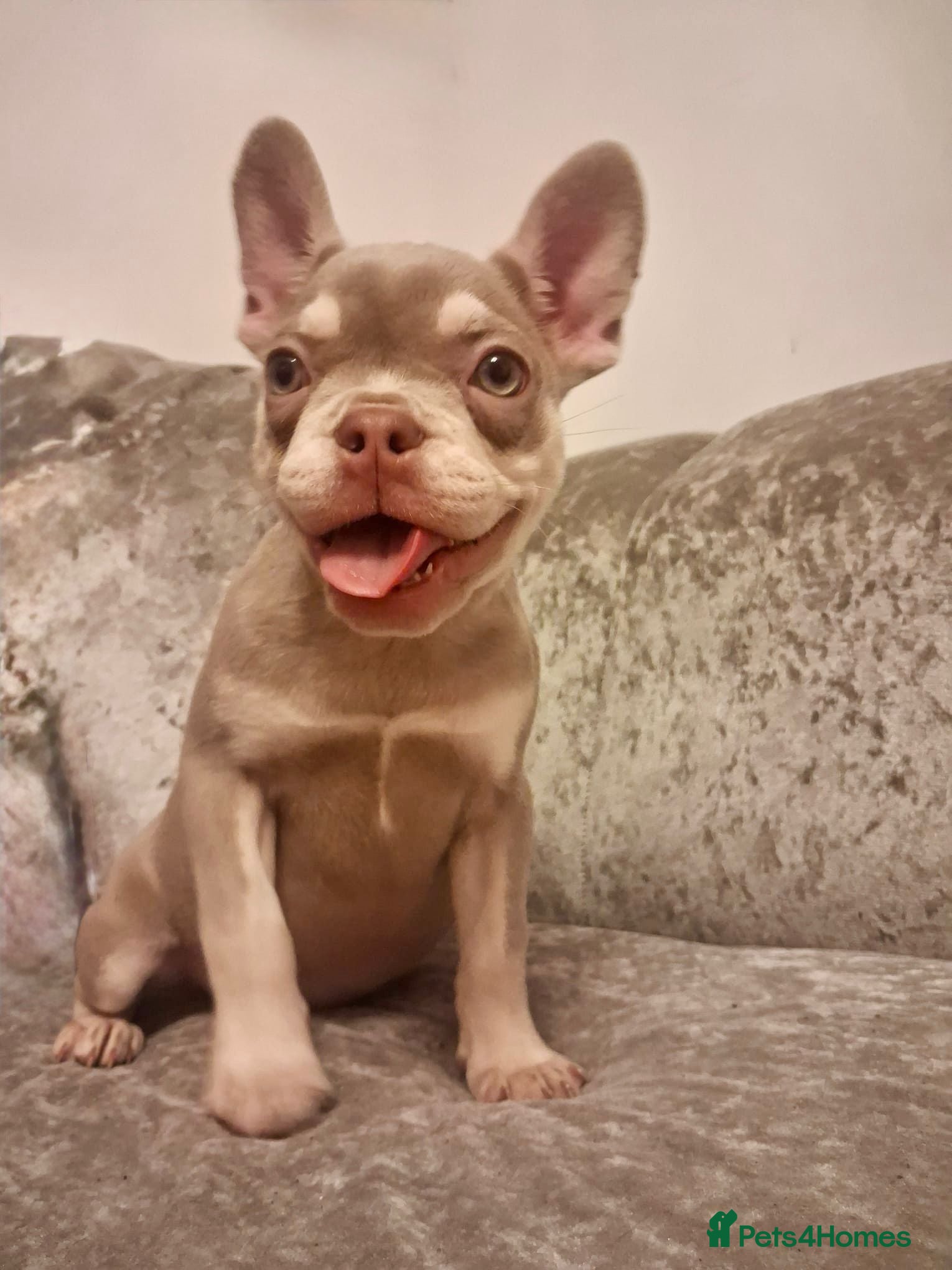 French Bulldog dogs French bull dog 14 weeks  - Advert 18