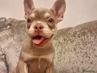 French Bulldog dogs French bull dog 14 weeks - Advert 17