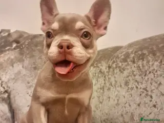 French Bulldog dogs French bull dog 14 weeks - Advert 13