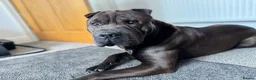 Shar Pei dogs for sale: Odin , 4 year old Shar pei.  - Advert 3