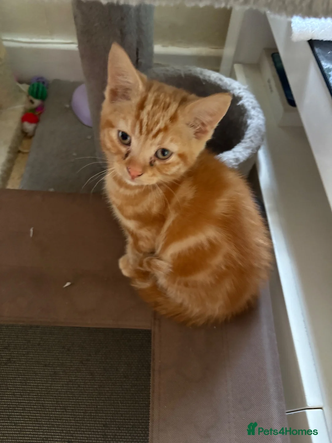 Mixed Breed cats for sale: Kittens for sale - Advert 2
