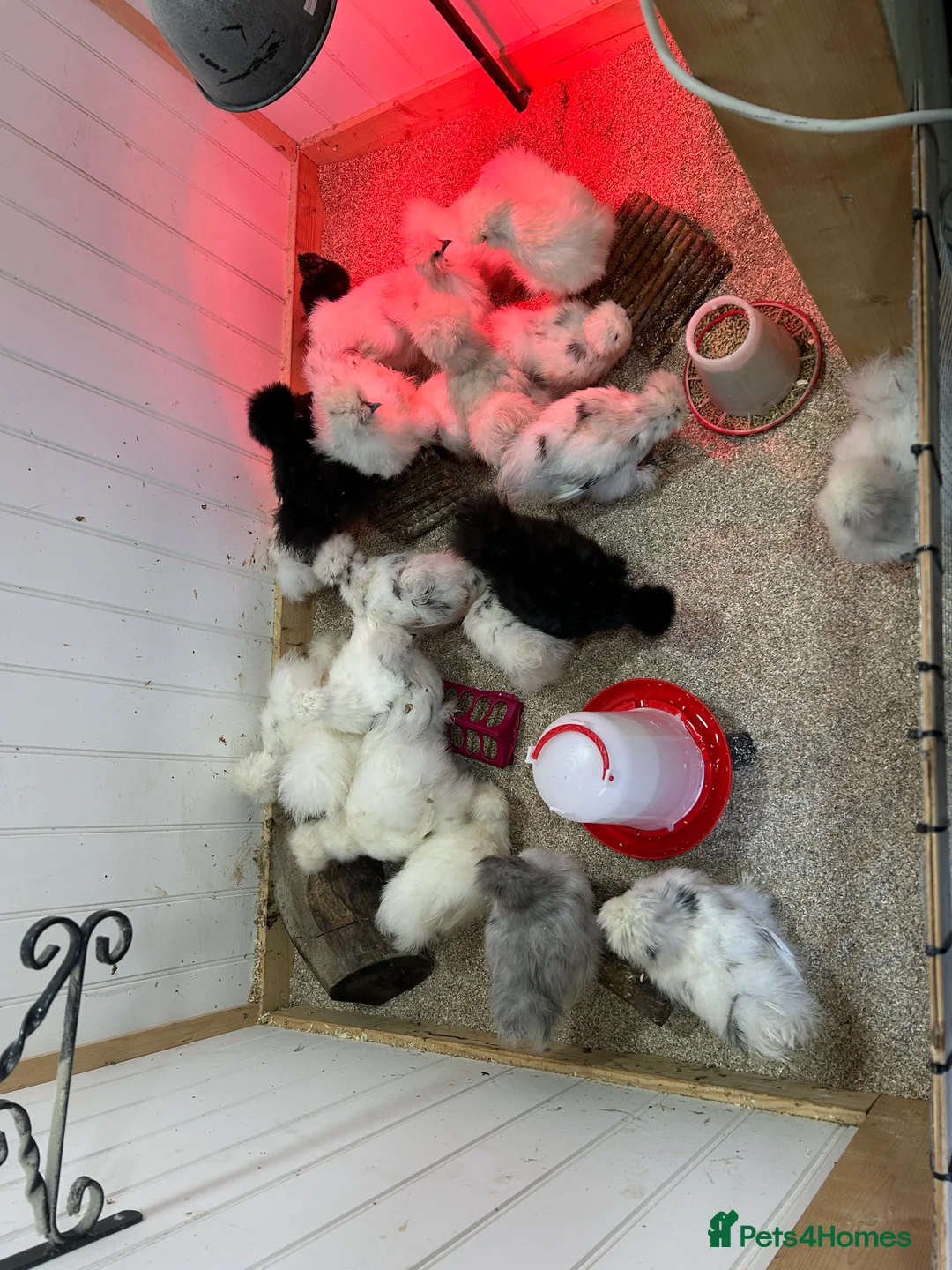 Chickens poultry for sale: Silkie Chickens - Advert 2