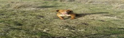 Cocker Spaniel dogs for sale: Fox red cocker spaniels  - Advert 13