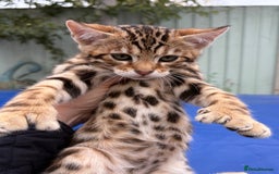 Keetso cats for sale: Rare curled eared rosetted keetso male  - Advert 28
