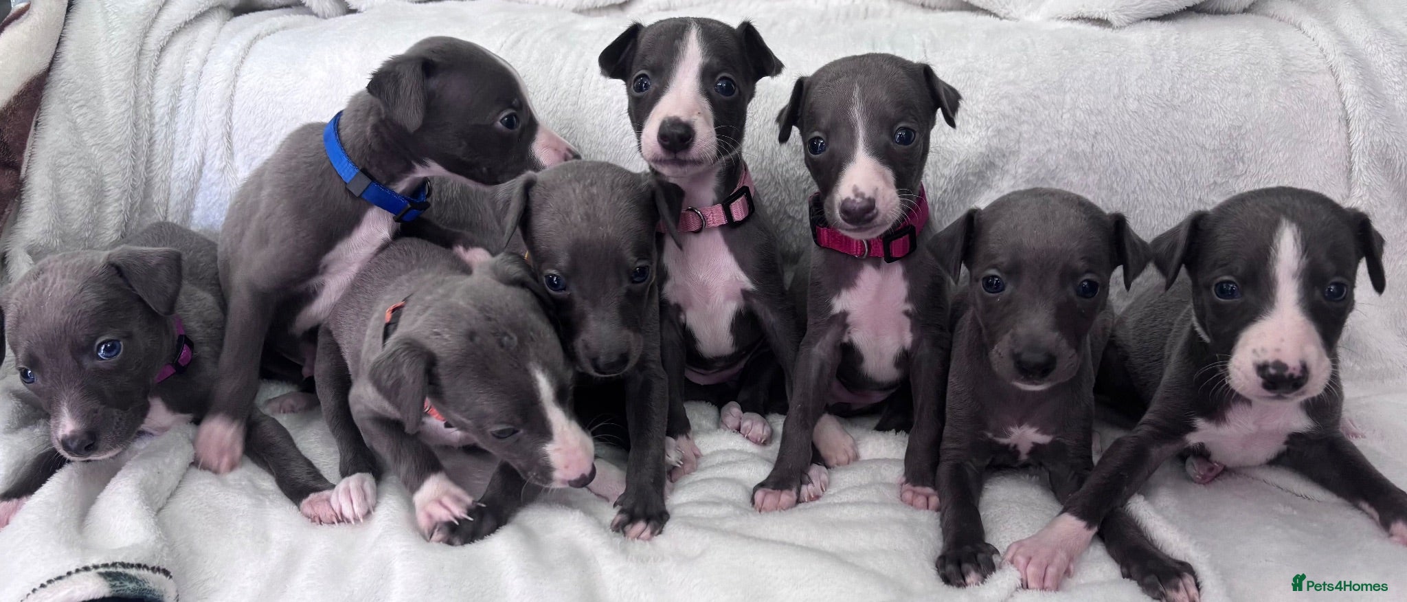 Whippet dogs Blue kc whippet puppies - Advert 6