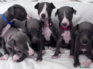 Whippet dogs Blue kc whippet puppies - Advert 4