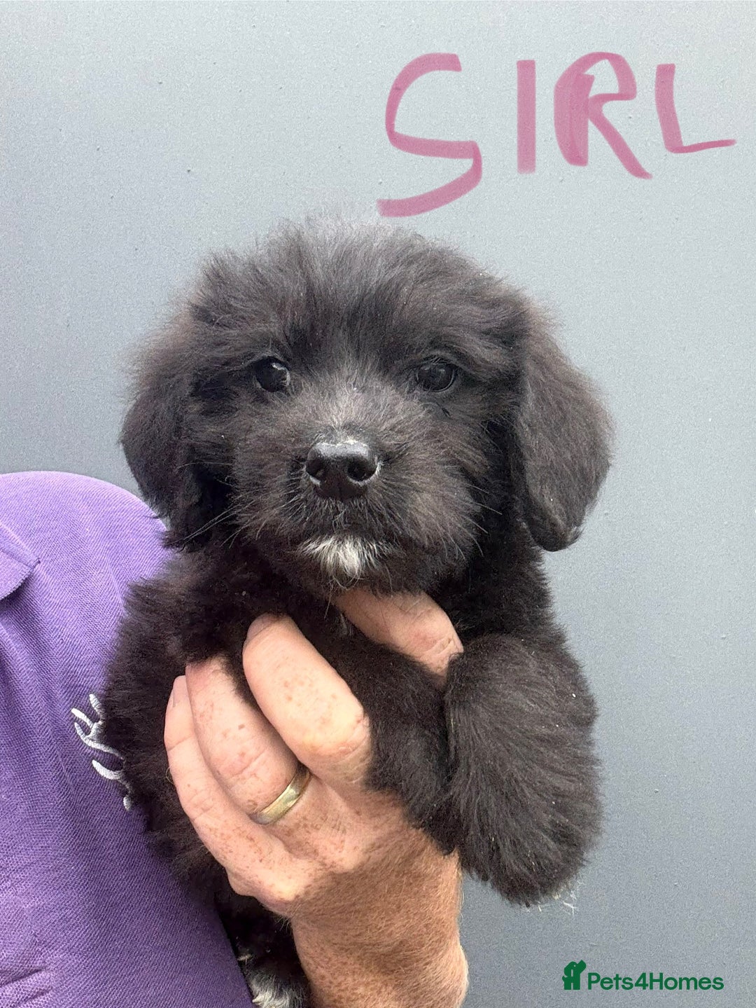 Mixed Breed dogs for sale: f1 St Berdoodle Pups - Image 14
