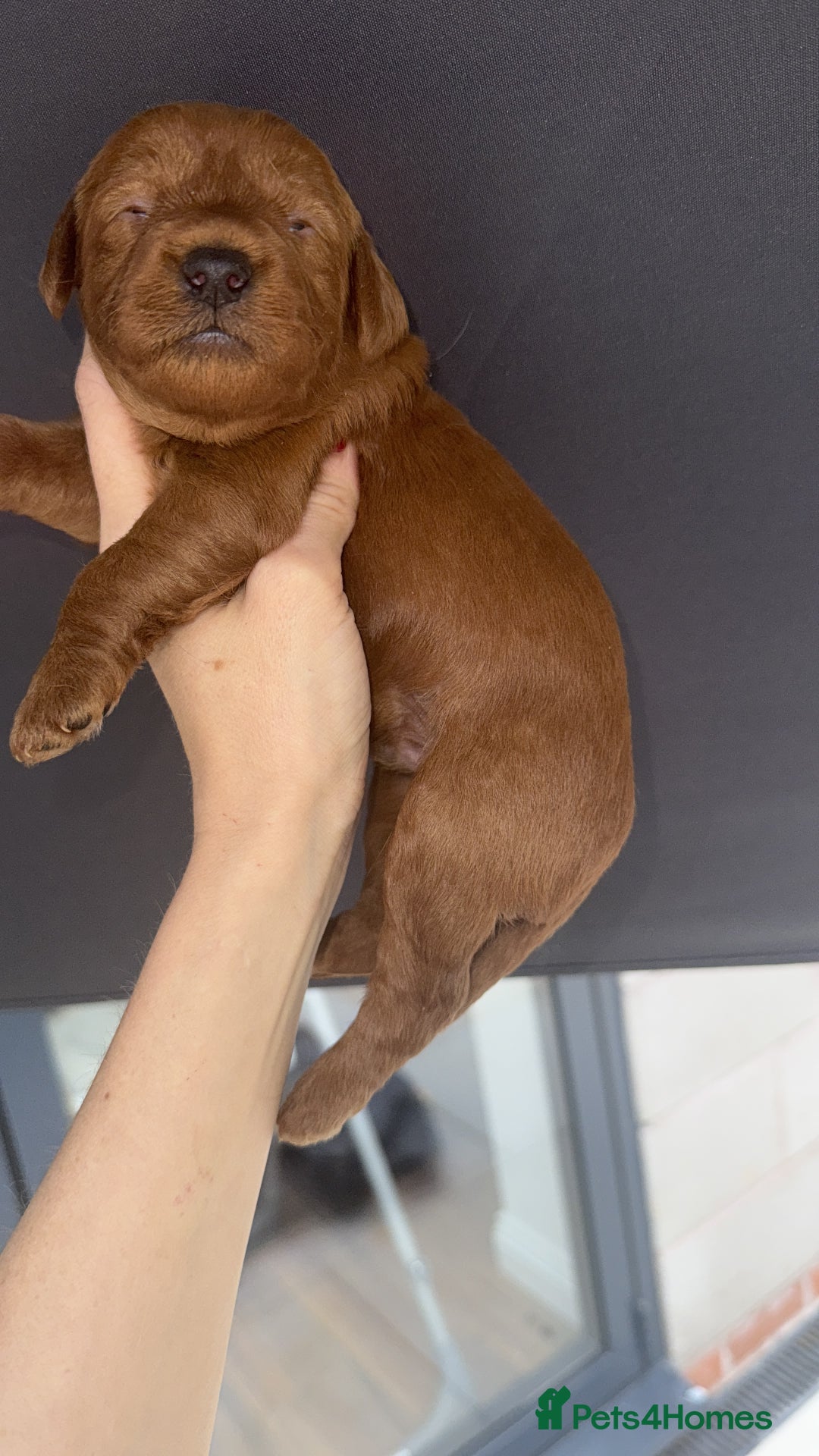 Cavapoo dogs for sale: Solid red dna tested Cavapoo puppies ❤️💙 - Image 7