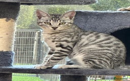 Bengal cats for sale: Bengal kittens  - Image 1