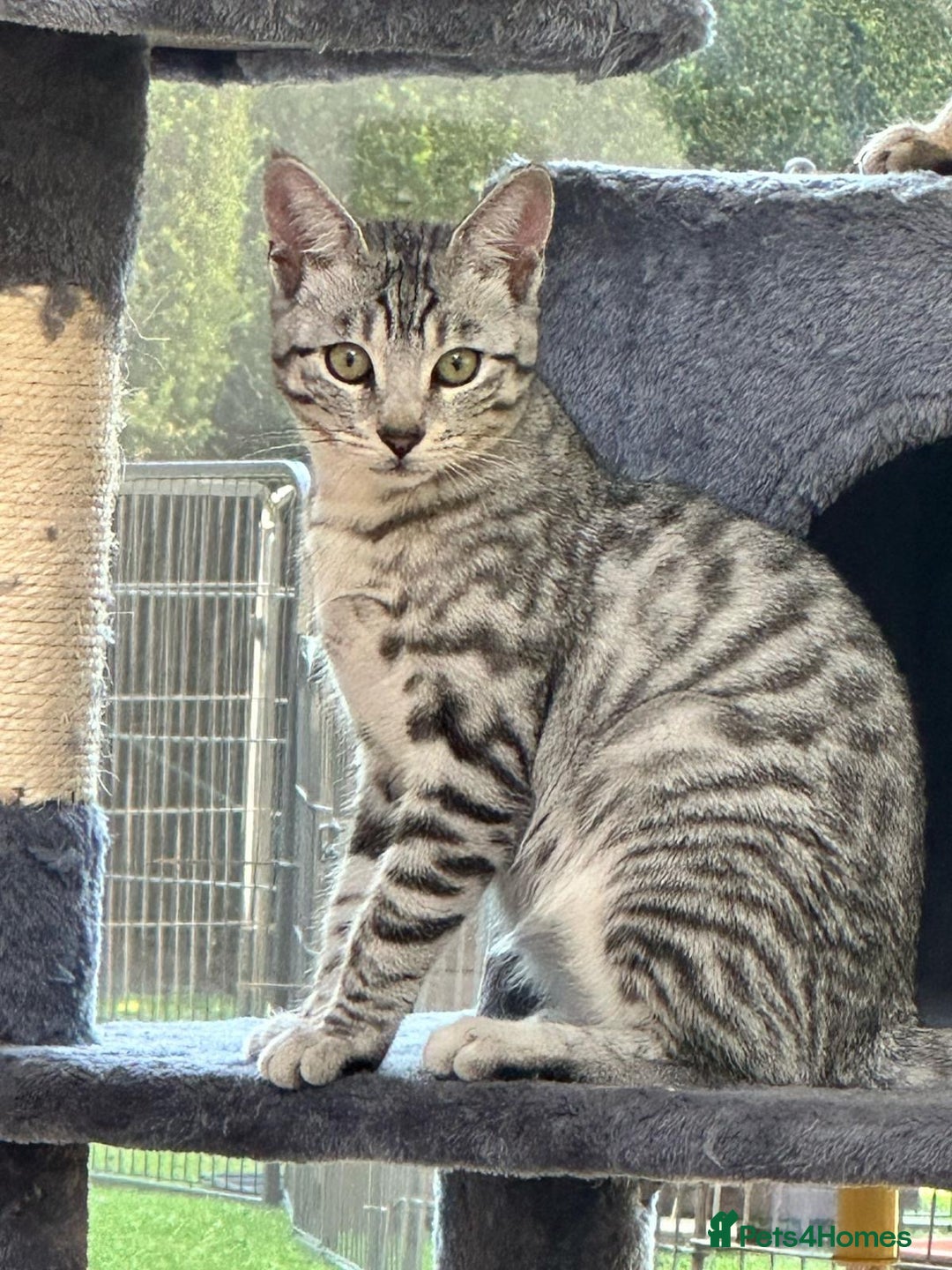 Bengal cats for sale: Bengal kittens  - Image 1