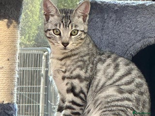 Bengal cats - Advert 2