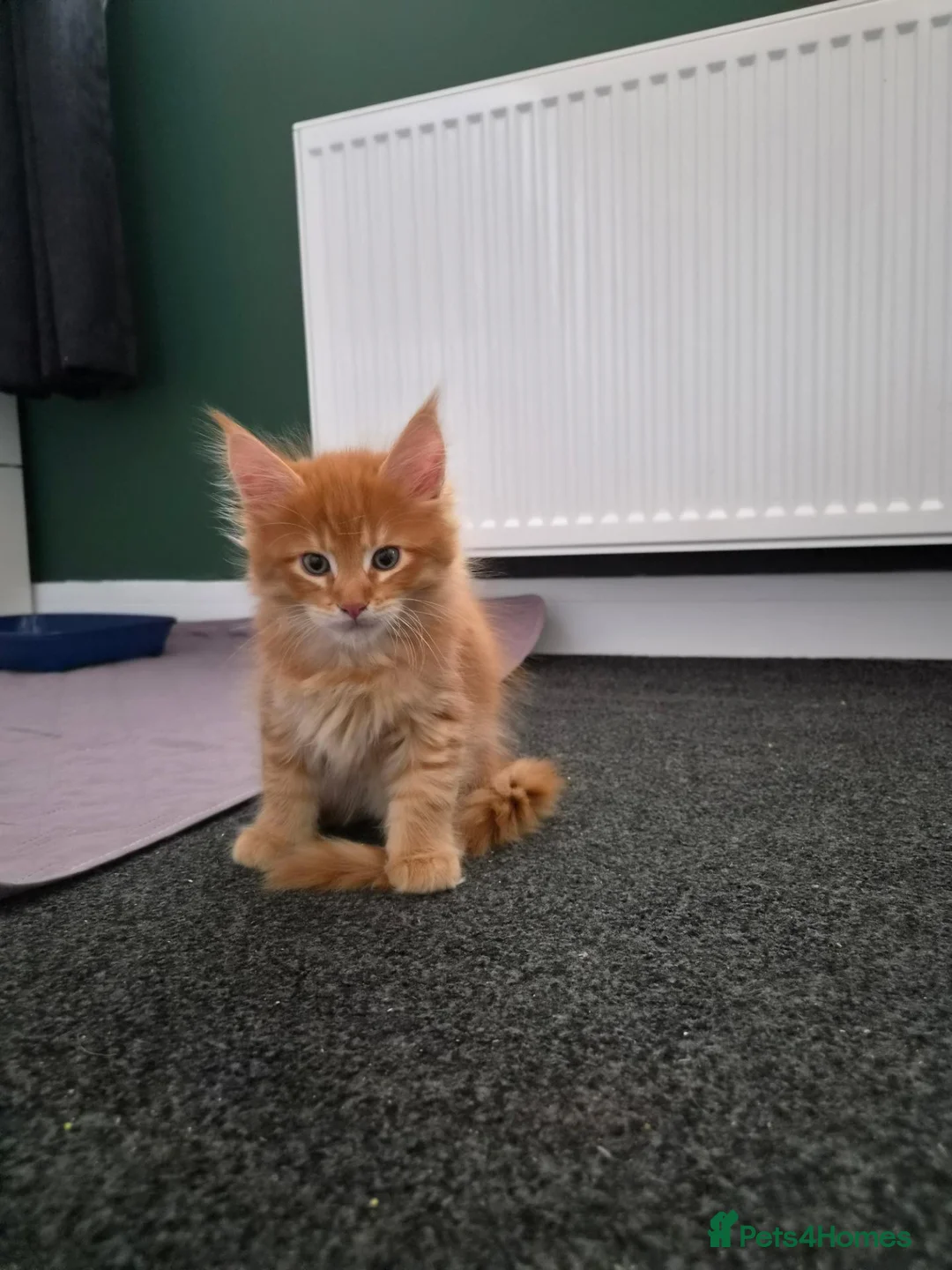 Maine Coon cats for sale: 5 Beautiful Maine Coon Kittens  - Advert 11