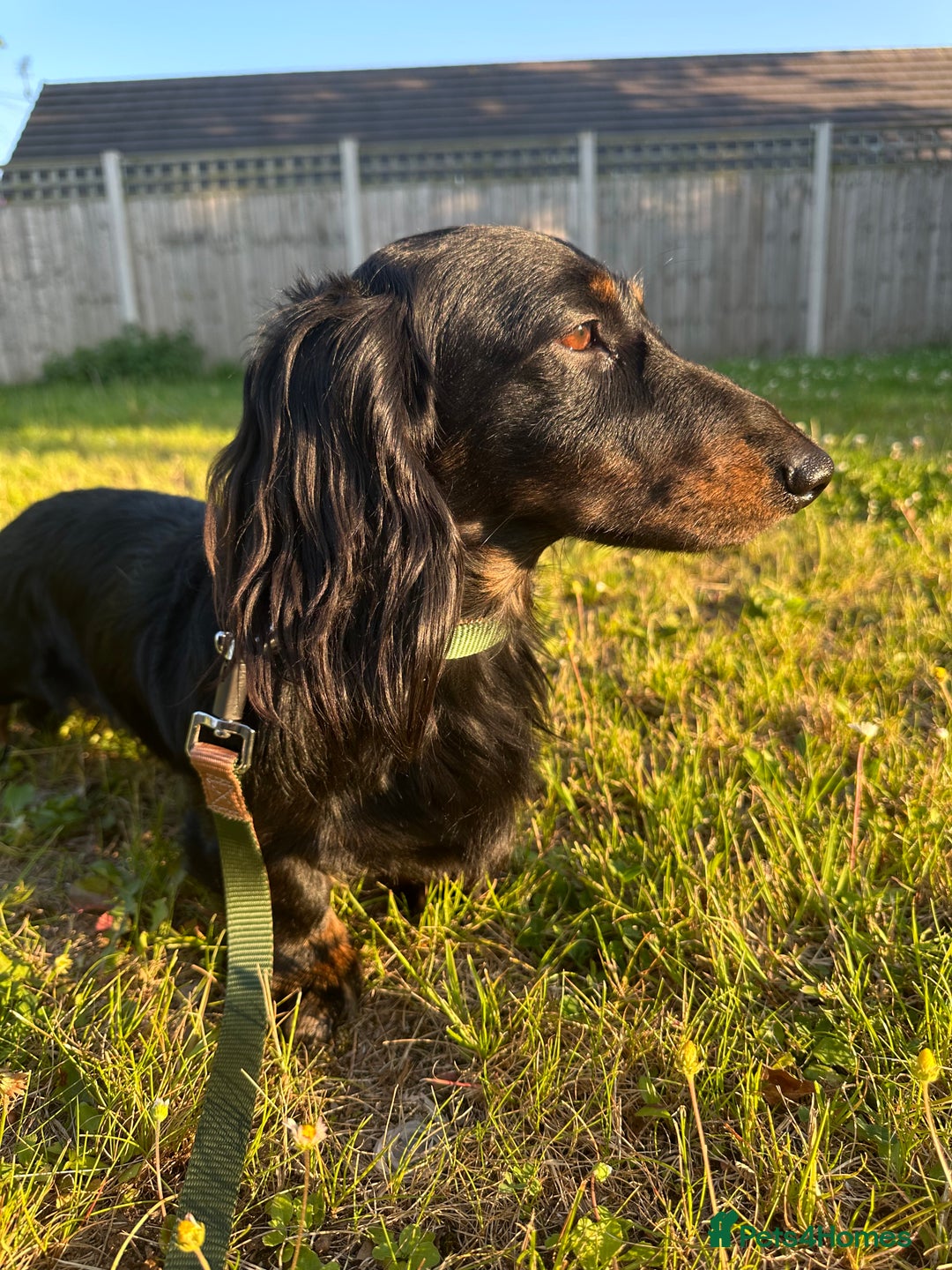 Miniature Dachshund dogs for stud: Black and Tan brindle - Miniature longhair STUD in Manchester - Advert 19
