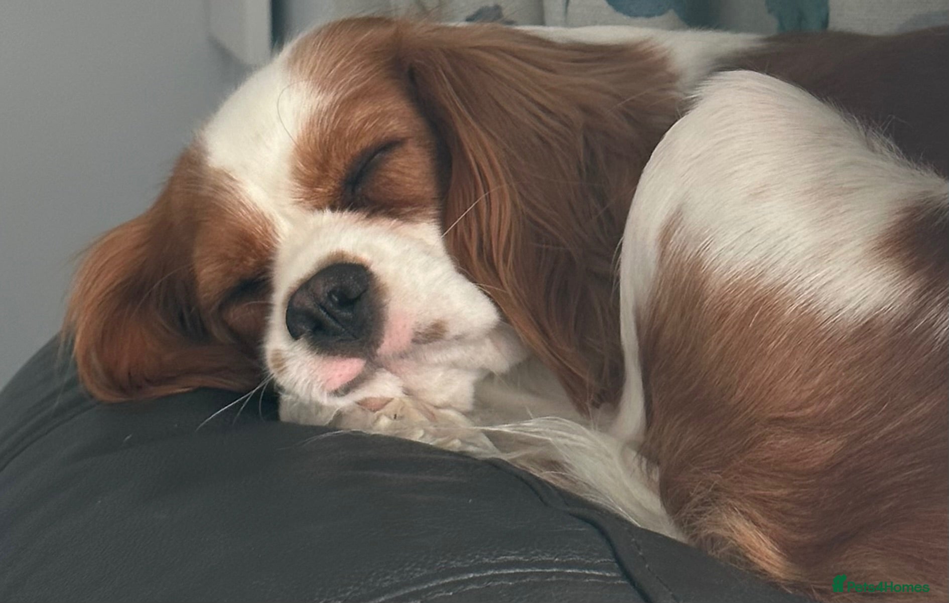 Cavalier King Charles Spaniel dogs Cavalier King Charles female - 4yrs old - Advert 8