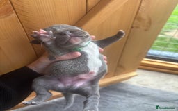 Staffordshire Bull Terrier dogs for sale: 6 kc registered blue staffys for sale :) - Image 8