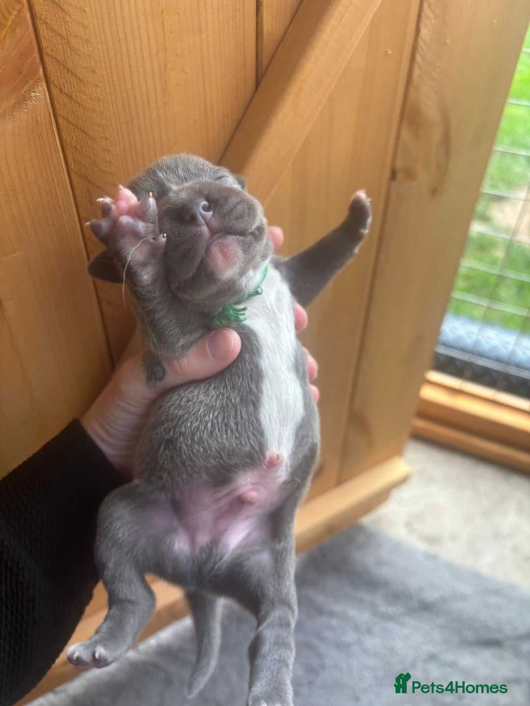 Staffordshire Bull Terrier dogs for sale: 6 kc registered blue staffys for sale :) - Image 8