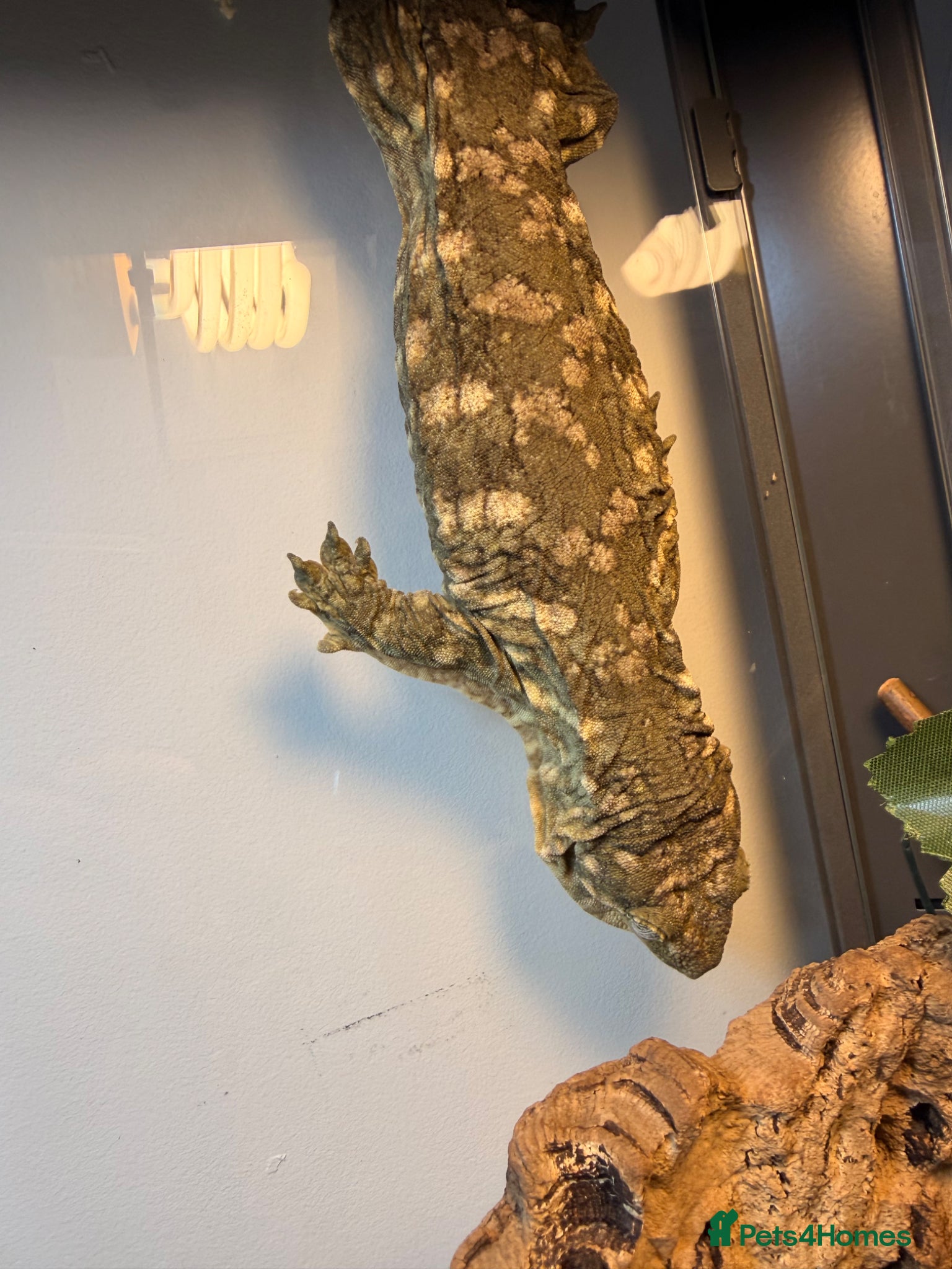 Mixed Breed reptiles for sale: Leachieanus geckos breeding pair  - Advert 1
