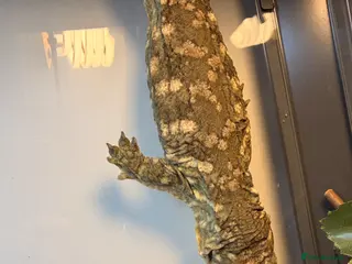 Mixed Breed reptiles Leachieanus geckos breeding pair - Advert 2