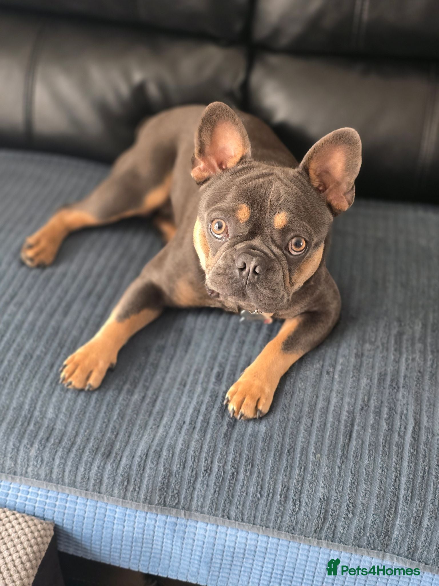 French Bulldog dogs "Pumba" French Bulldog  - Advert 1