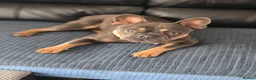 French Bulldog dogs for sale: "Pumba" French Bulldog  - Advert 1