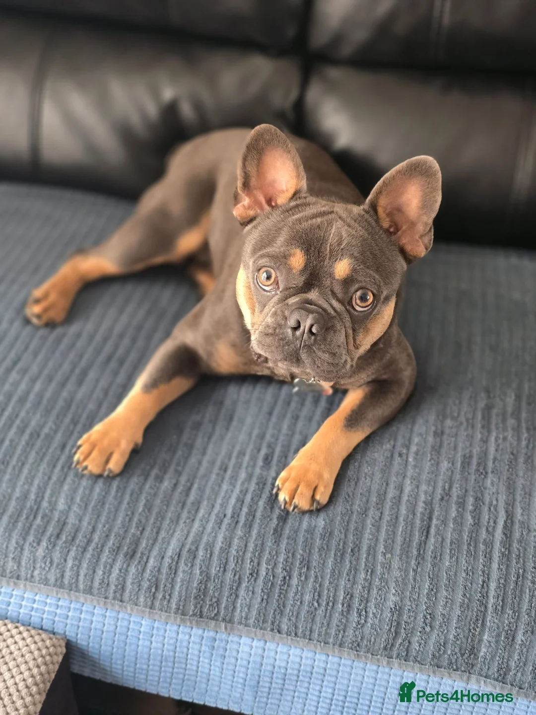 French Bulldog dogs for sale: "Pumba" French Bulldog  - Advert 1