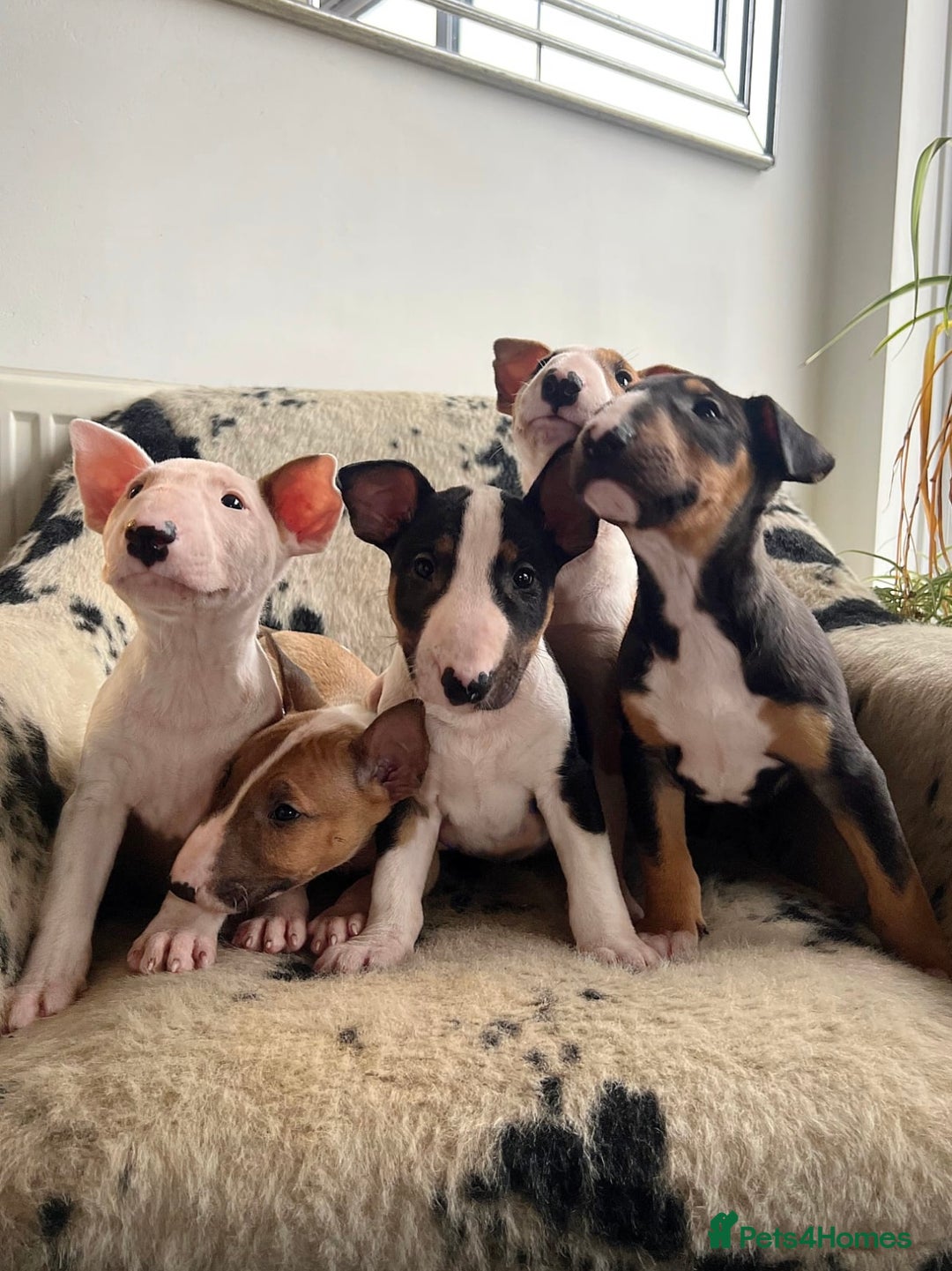 English Bull Terrier dogs for sale: Outstanding standard Bull terrier boys available  - Advert 3
