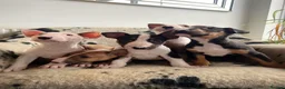 English Bull Terrier dogs for sale: Outstanding standard Bull terrier boys available  - Advert 7