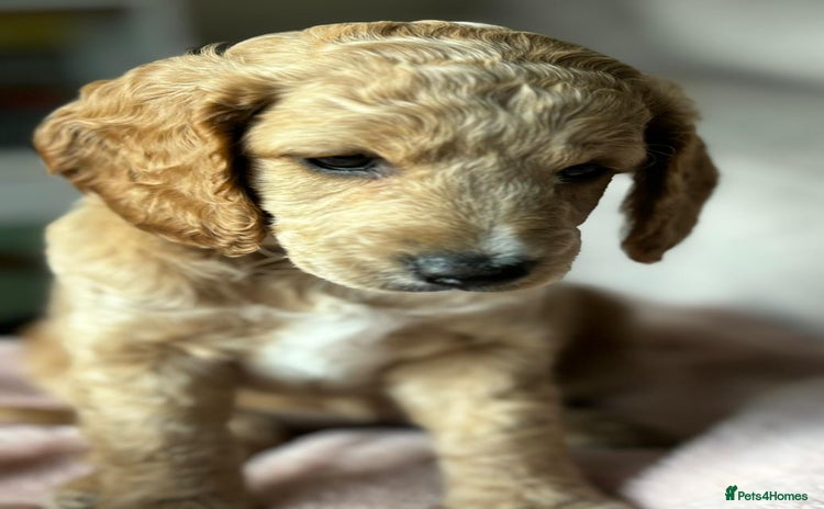 Cockapoo dogs - Advert 1