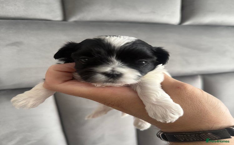 Maltipoo dogs - Advert 2