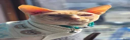 Sphynx cats for sale: Gorgeous Sphynx Kittens for sale - Advert 16
