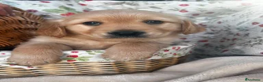Golden Retriever 3
