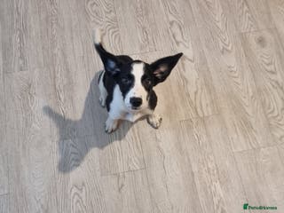 Sprollie dogs Wallace - Advert 10