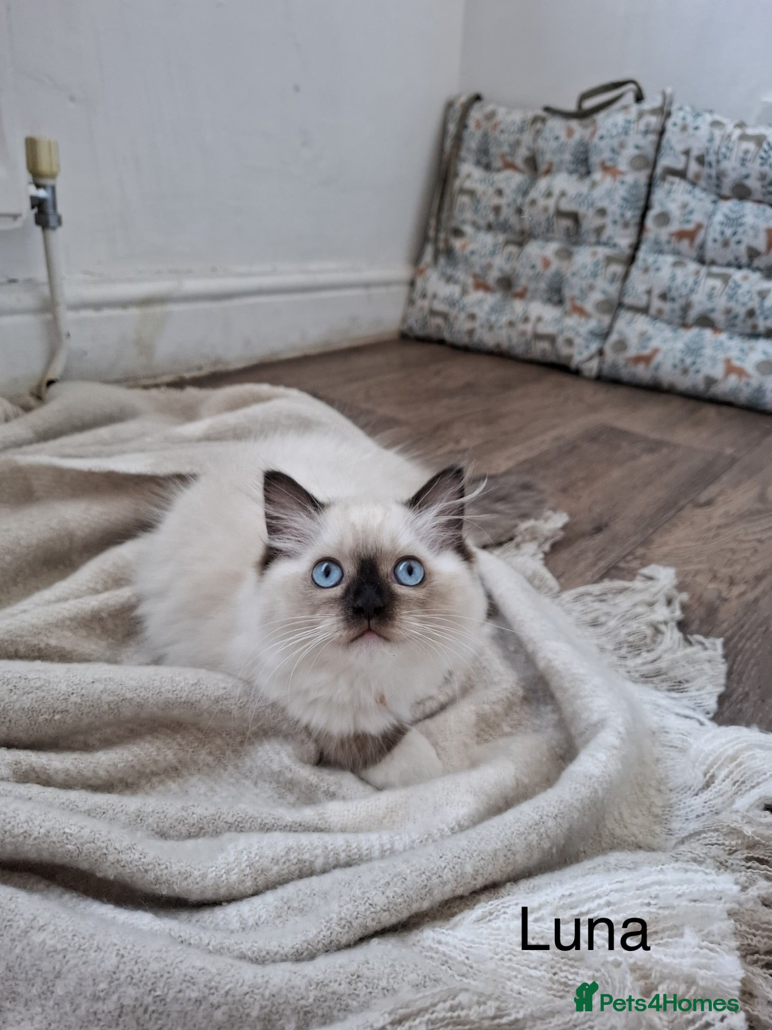 Ragdoll cats Purebread Ragdoll Kittens - TICA YORKSHIRE - Advert 2