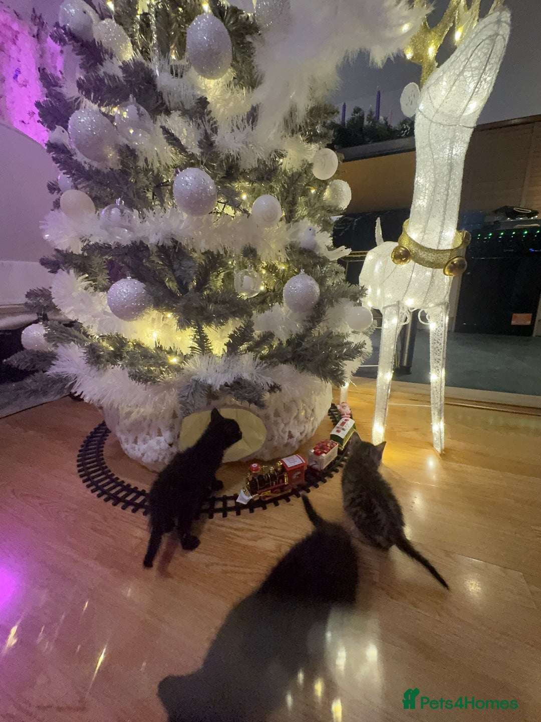 Egyptian Mau cats for sale: TICA REG SNOW SILVER & SMOKE EGYPTIAN MAU X BENGAL - Advert 6